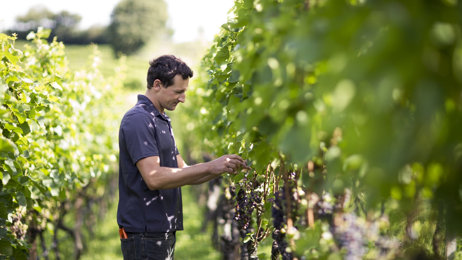 Alto Adige Estate Wineries